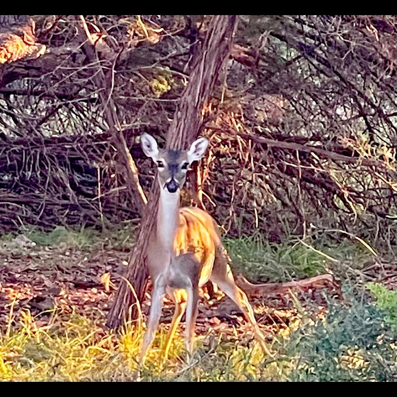 Meet your Posher, Irene - Picture 2 of 2